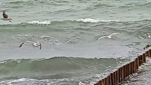 Птицы чайки на Балтийском море 31-05-2025