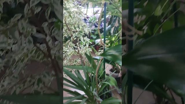 Мой зелёный уголок смотреть онлайн