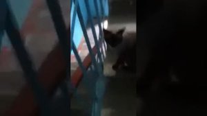 Злой сиамский кот