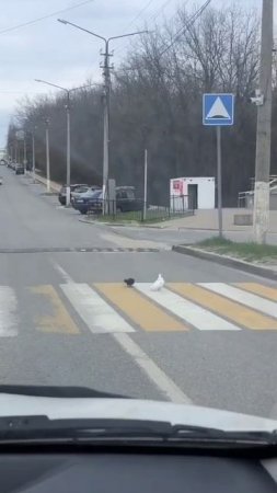 Культурно переходим через дорогу