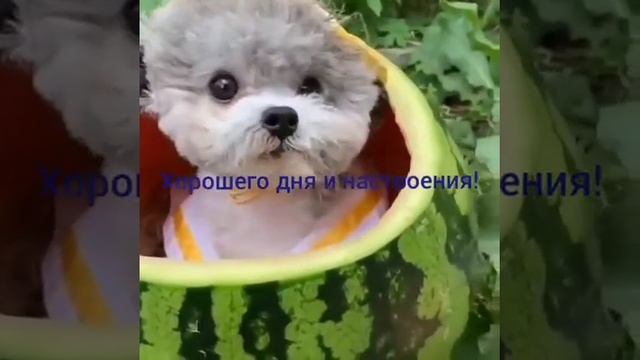 Самая милая видео пра щинка смотреть онлайн