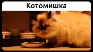 Котомишка. 23 августа 2020.
