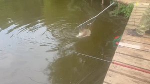 Карпуша