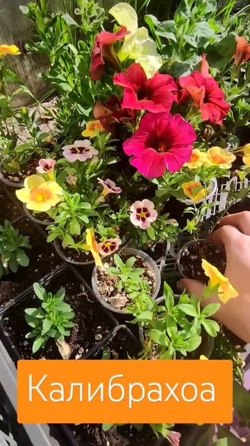 как заставить калибрахоа снова обрати #петуния #дача #? смотреть онлайн