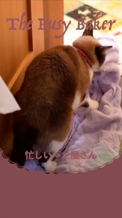 忙しいパン屋さん | The Busy Baker