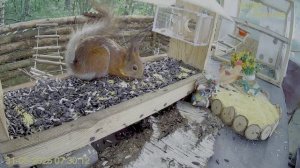 Белочки уже позавтракали и теперь бегают рядом с кормушкой