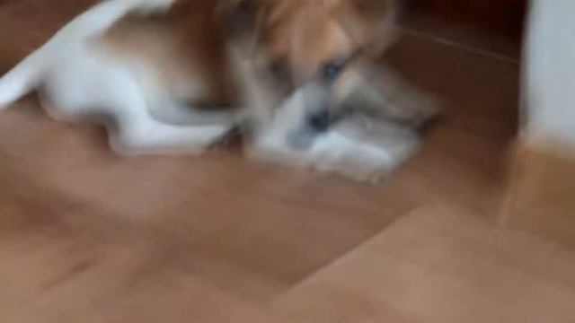 ПРИВЕТ! смотреть онлайн