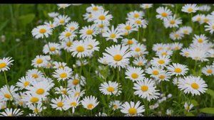 Тишина леса + эта мелодия = мгновенный релакс! - Inspirational Outlook -- Scott Holmes Music -- Corp