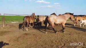 ЛОШАДИ🐎 ЖЕРЕБЕЦ ЛОКОН СОВЕТСКИЙ ТЯЖЕЛОВОЗ💥СУПЕР!🐴