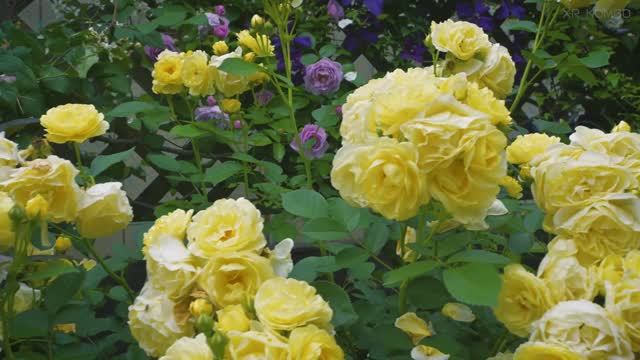 САДЫ ЯПОНИИ  ЧАСТНАЯ РЕЗИДЕНЦИЯ Fukaya Open Garden / Ikezawas Garden