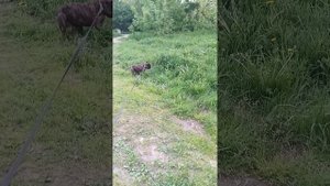 На прогулку в лес
