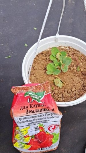 Первая ягодка!!!🍓🍓🍓