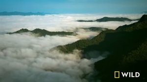 India's Wild Leopard (Full Episode) | Nat Geo Wild