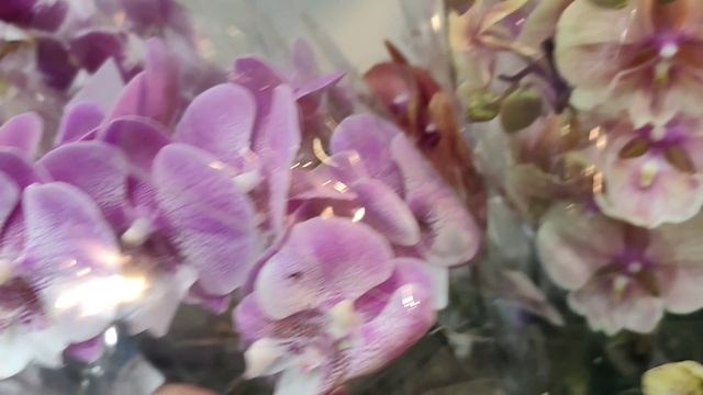 Выставка орхидей Орхидиум. Москва. Май 2025.