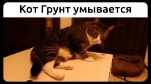 Кот Грунт умывается. 23 августа 2020.