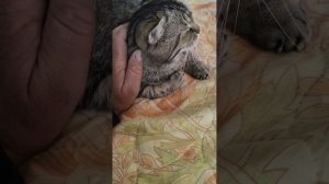 Ганса ударили или он неудачно где-то прыгнул. Болит копчик.