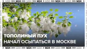 В Москве начал активно осыпаться тополиный пух - Москва 24