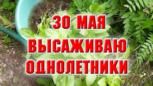 30 мая. Высаживаю однолетники