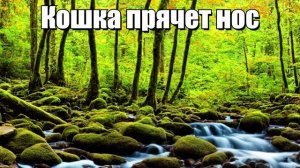 Кошка прячет нос