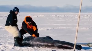 Эти рыбаки и сами не знали чего поймали)
