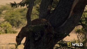 Following the Jade Eyed Leopard (Full Episode SPECIAL) | Nat Geo Wild