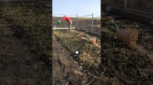 чеснок из за этого никогда не пожелтеет #сад #огород #д