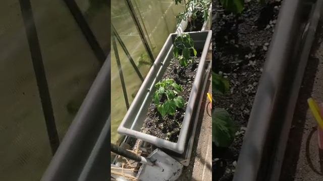 1000048045.mp4. 💃🔥🍅ОМИДОРЧИКИ🥒ГУРЧИКИ💃🔥🖋️🚀🖋️🚀🖋️