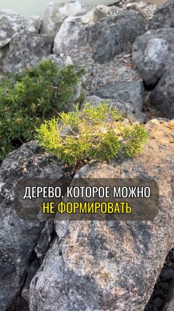 Дерево, которое можно не формировать
