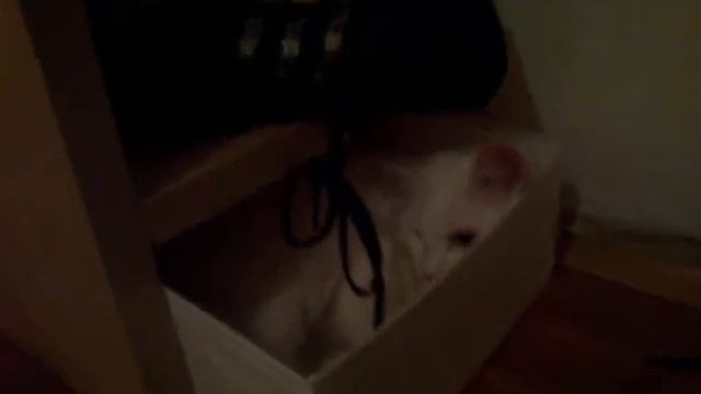 Кошка доигралась смотреть онлайн