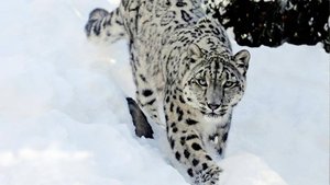 День снежного барса отметили на Алтае