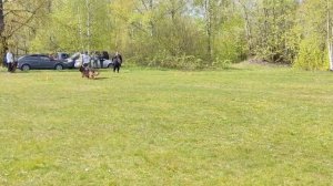 2 Оч/хор Ирендорф УГО +0+ №41. КЧК САНКТ-ПЕТЕРБУРГ 17 мая`25 Г.Гринько Моно нем.овч.