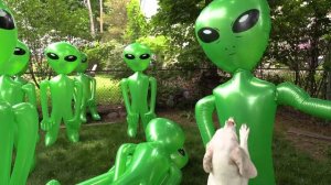 Dog vs Alien Apocalypse Prank! Funny Dogs Maymo & Potpie Battle Epic Aliens Prank