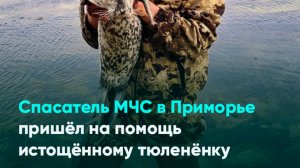 Спасатель МЧС в Приморье пришёл на помощь истощённому тюленёнку