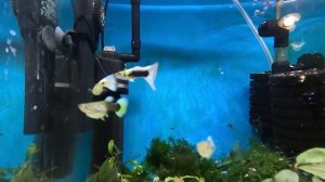 Канадцы Гуппи живут с креветками в 30 литрах