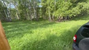 Подготовка лесного точка для наших пчелок)