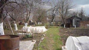 Весна. Первые всходы.