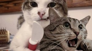 СМЕШНЫЕ КОТЫ 2025 ЛУЧШИЕ ПРИКОЛЫ С КОТАМИ, КОШКИ, КОТИКИ, СОБАЧКИ, СМЕШНОЕ ВИДЕО