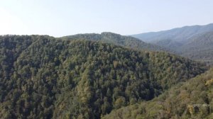 Плантации Мацеста чай (Сочи с высоты, дрон dji mavic mini)