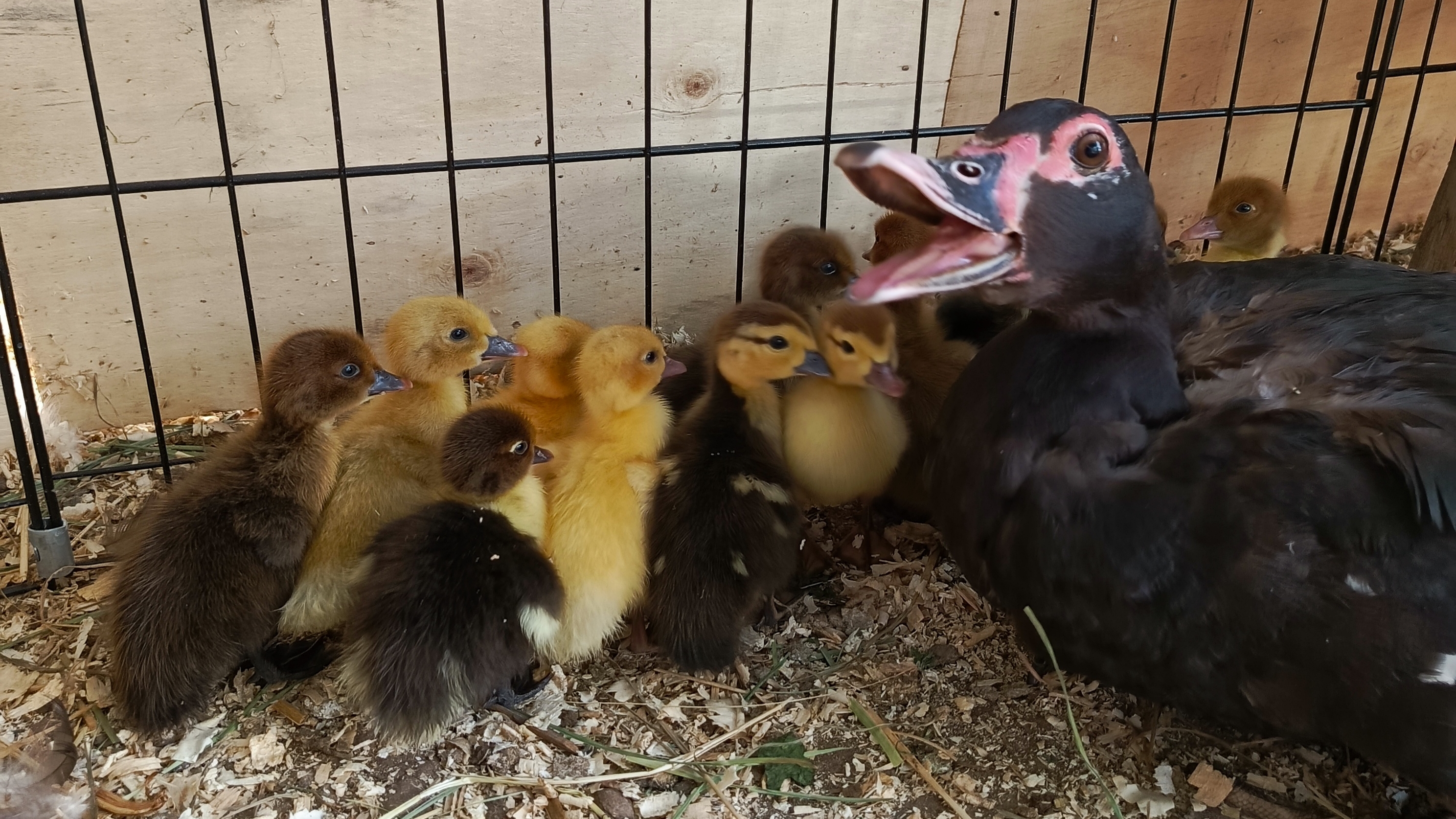 Малыши индоутята🦆