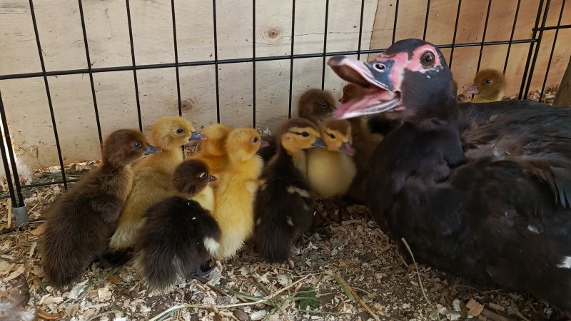 Малыши индоутята🦆