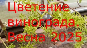 Цветение винограда 2025 г.Теплица.