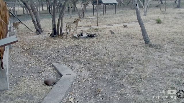 Котята уже подросли и пытаются ходить вслед за мамой