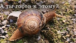 Стабилизатор для телефона - мнение и опыт использования.