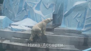🐻❄️Белый мишка миля :3🤍