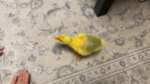 Вася москвич🦆