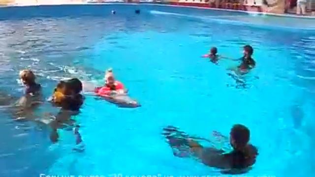 день дельфинов и китов 23 07 13 смотреть онлайн