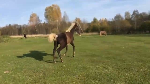 Другой мир. Путь всадника. Углич. В гостях у Дарьи Галуновой