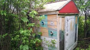 пчелиный домик в заброшенном саду