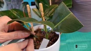 Обработка Фикусов Эластика соком АЛОЭ ВЕРА. Немного о?