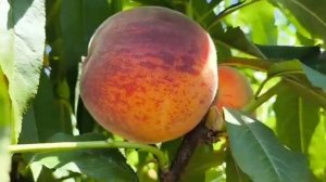 Новинка! Персик Май Крест (Мей Крест).